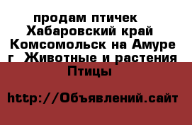продам птичек. - Хабаровский край, Комсомольск-на-Амуре г. Животные и растения » Птицы   